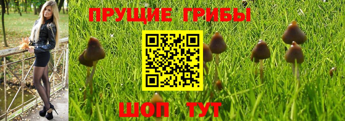 Псилоцибиновые грибы прущие грибы  Вход с VPN  Галлюциногенные грибы GOLDEN TEACHER  Чистополь 